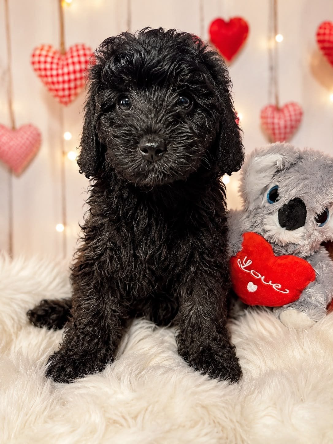Toy Poedel 🐕 Pups 🐕mini Labladodle 🐕 Ouders getest !, Dieren en Toebehoren, Honden | Chihuahua's en Gezelschapshonden, Poedel