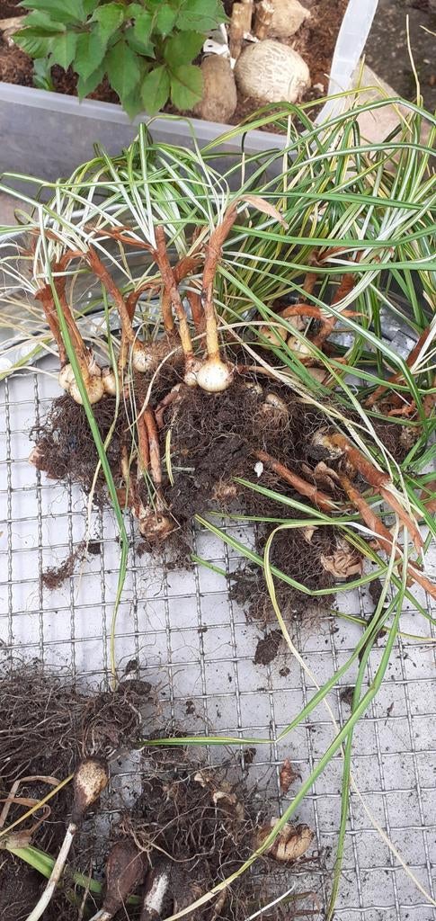 Diverse bollen: Crocus, Witte Druifjes, Tulpenbollen, Blauwe, Tuin en Terras, Bloembollen en Zaden, Ophalen of Verzenden, Najaar