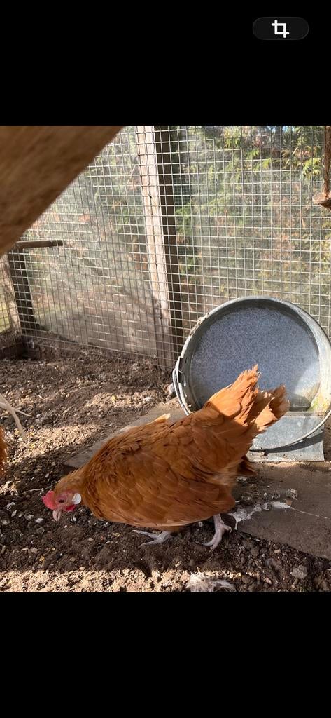 ❣️ GEZOCHT:   Hollandse kriel hen buff, Vrouwelijk, Kip