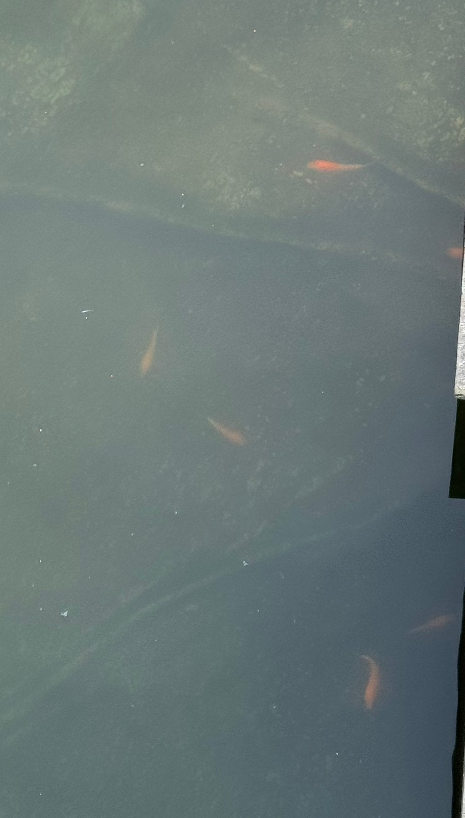 Jonge koikarpers, Karper of Koi