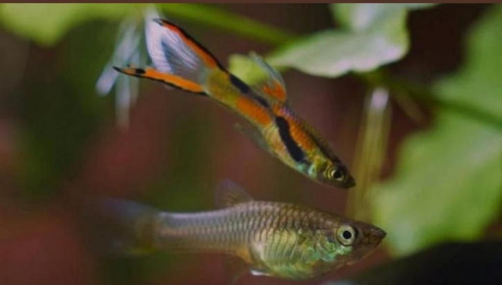 Endler guppies, babies, Vis