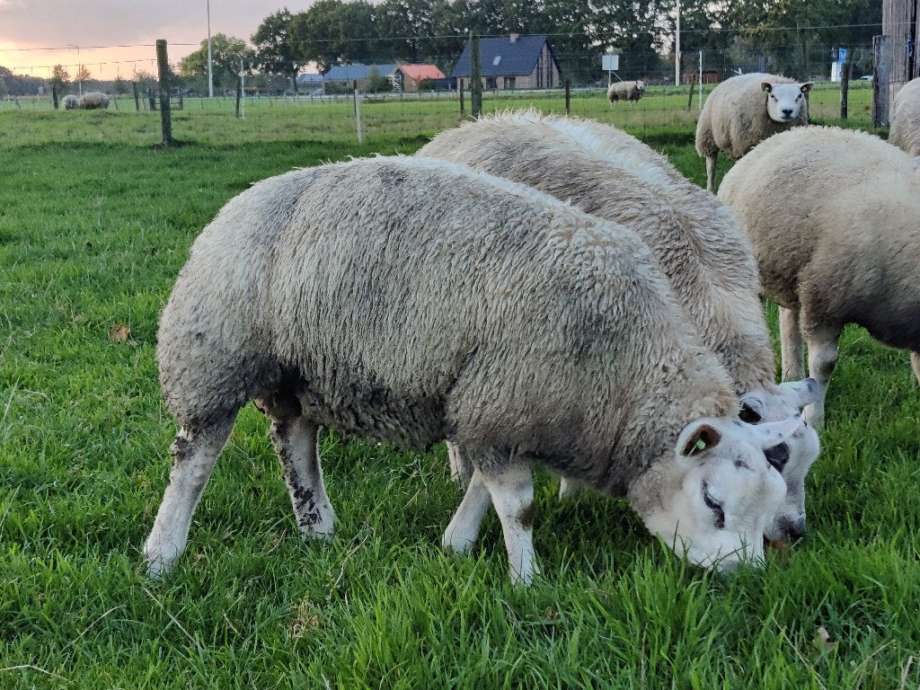 Stamboek Texelaar ram, Mannelijk, Schaap, 0 tot 2 jaar