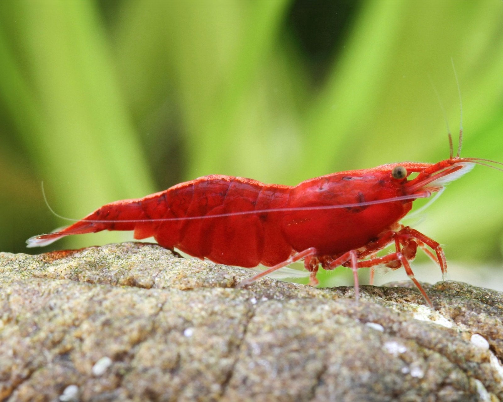 Red Cherry / Sakura Neocaridina Garnalen, Dieren en Toebehoren, Vissen | Aquariumvissen, Kreeft, Krab of Garnaal