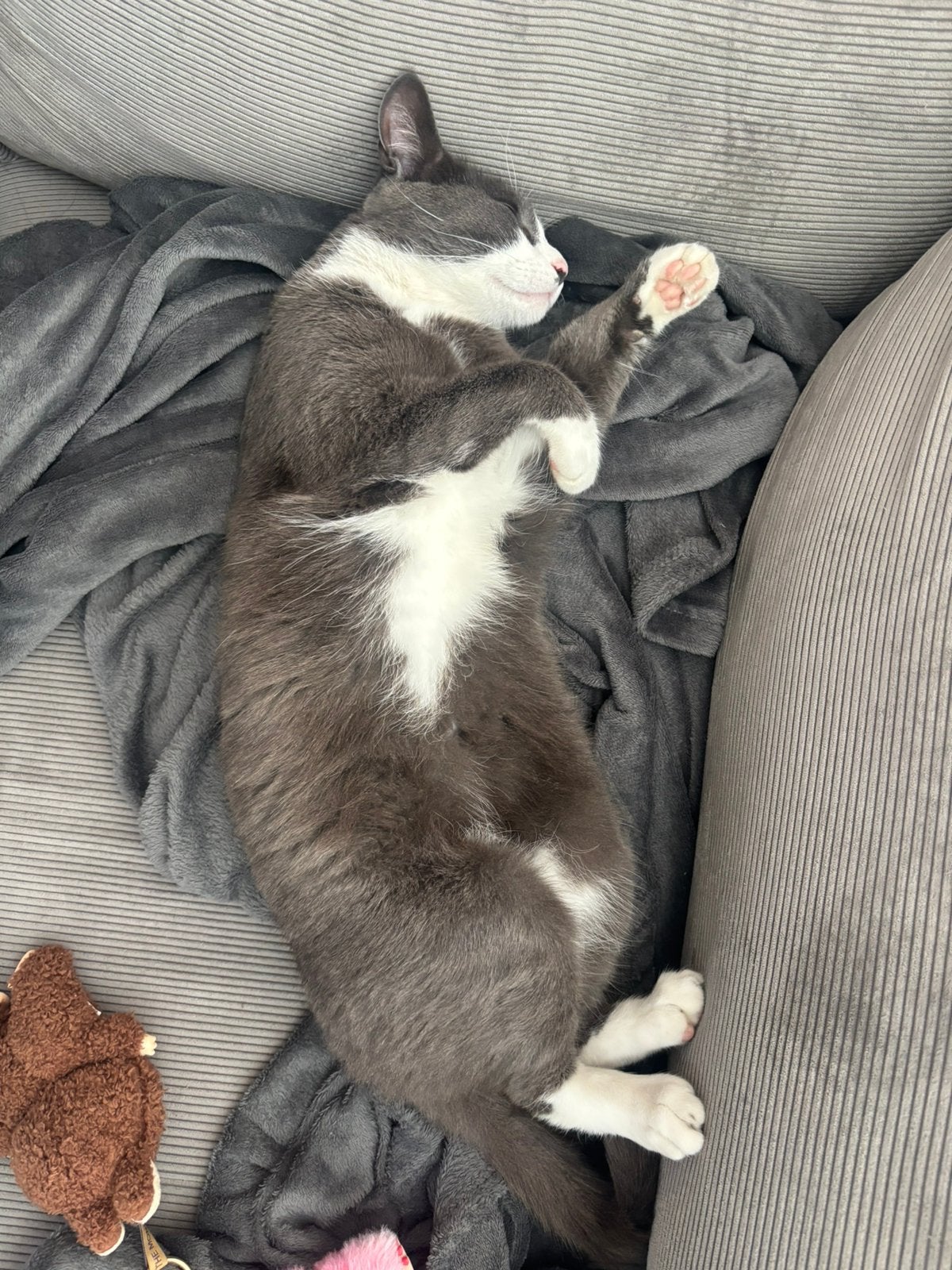Kater, Dieren en Toebehoren, Katten en Kittens | Overige Katten, Kater