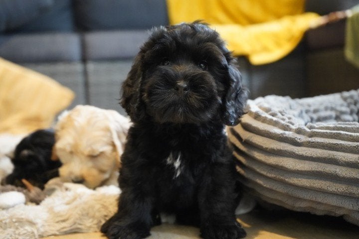 Leuke cockapoo pups. Teefjes en een reutje., Nederland, Overige rassen, 8 tot 15 weken, CDV (hondenziekte)