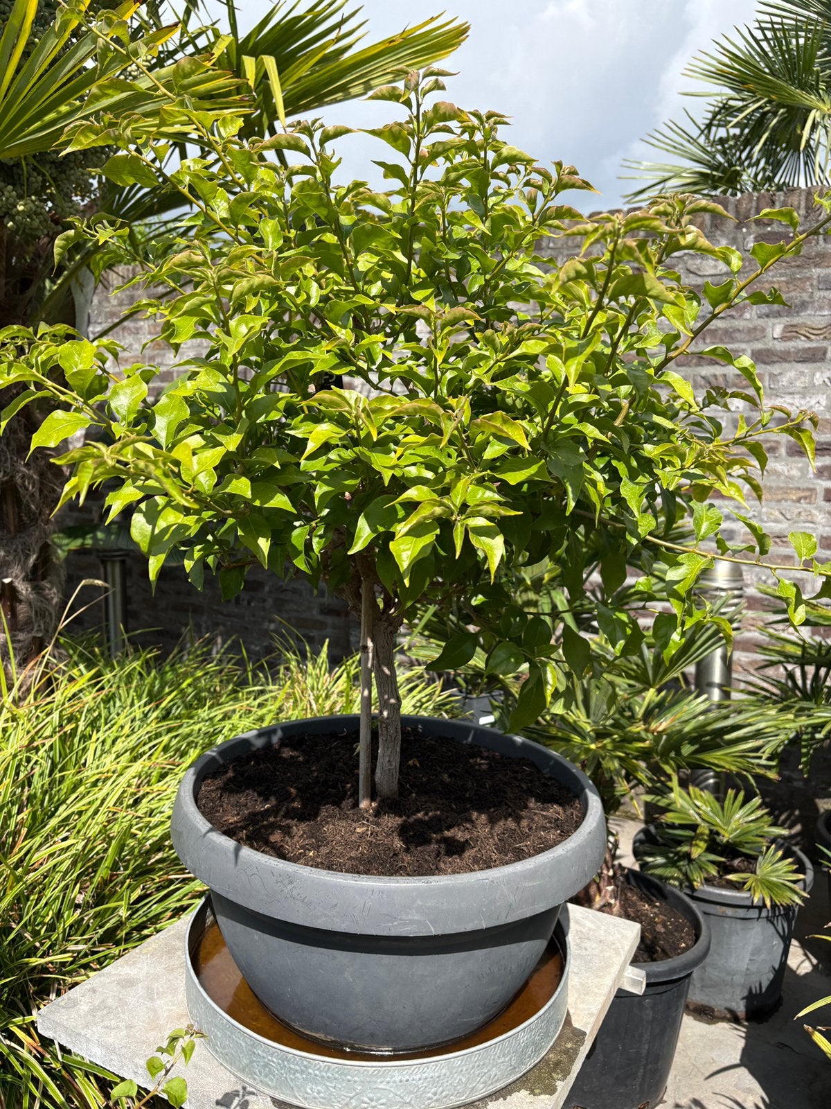 Prachtige oude bougainvillea op stam in een grote pot!!, Volle zon, Vaste plant, Zomer, Ophalen