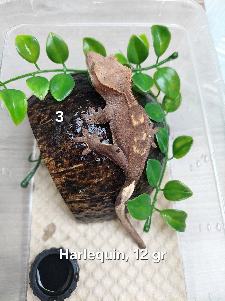 Wimpergekko Harlequin, Dieren en Toebehoren, Hagedis, 0 tot 2 jaar