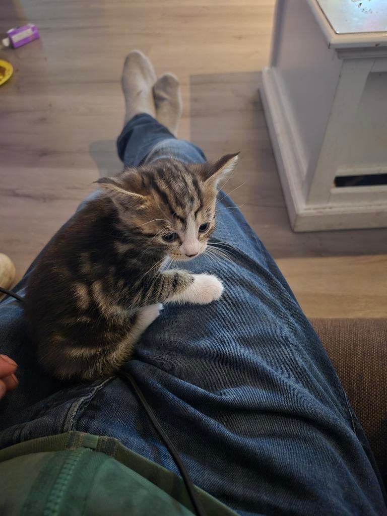 kittens, Dieren en Toebehoren, Meerdere dieren, 0 tot 2 jaar
