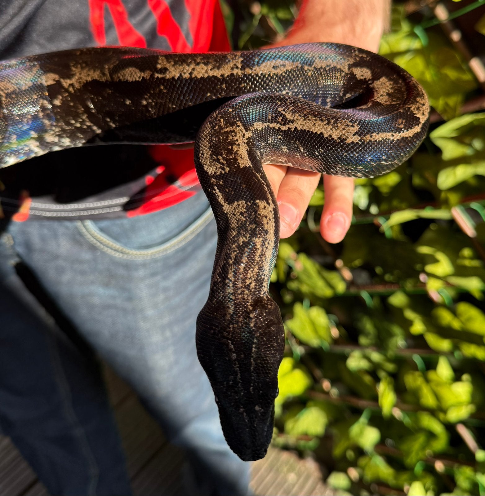 Boa constrictor. IMG GHOST. 2024. Boa Constrictor photo 4