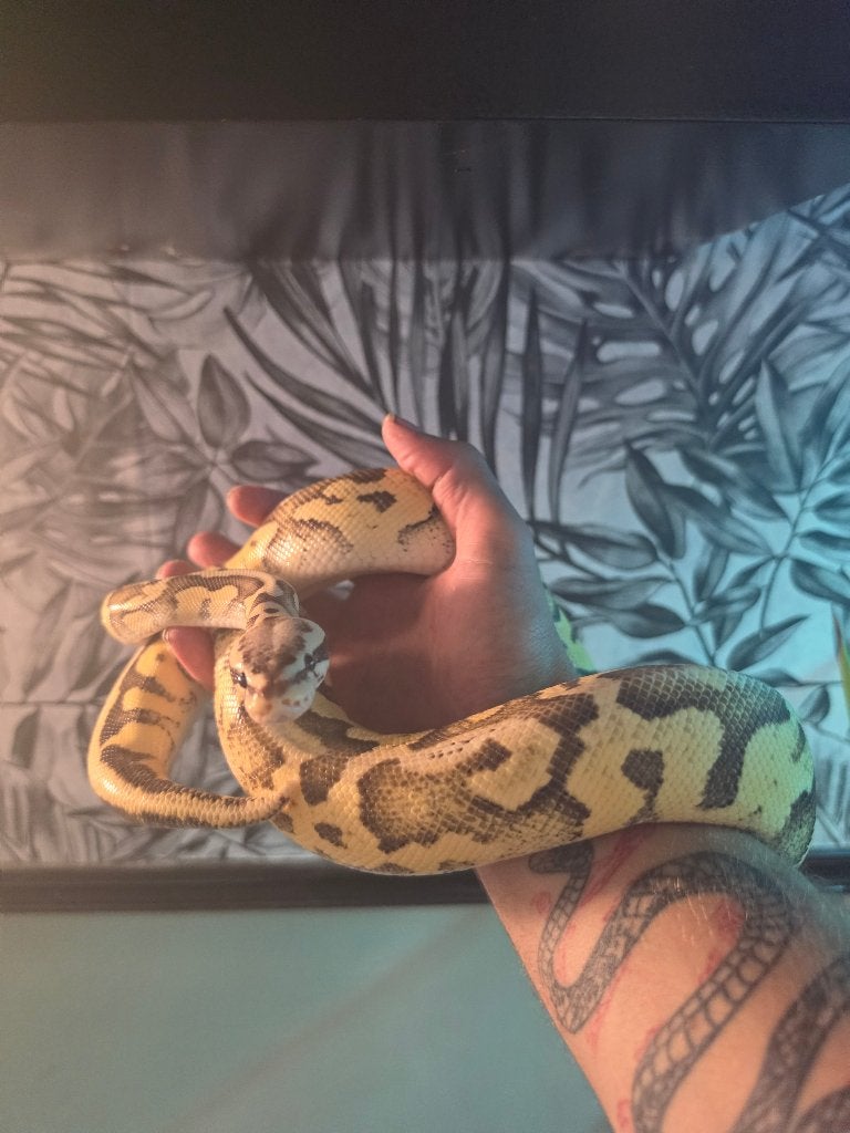 0.1 Superfly Ball Python photo 2