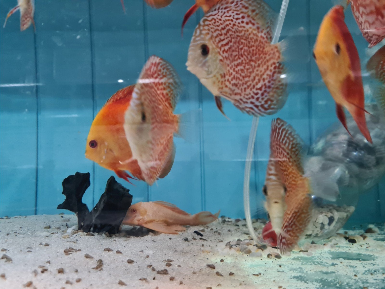 Ring Leopard Discus, Dieren en Toebehoren, Vis, Zoetwatervis