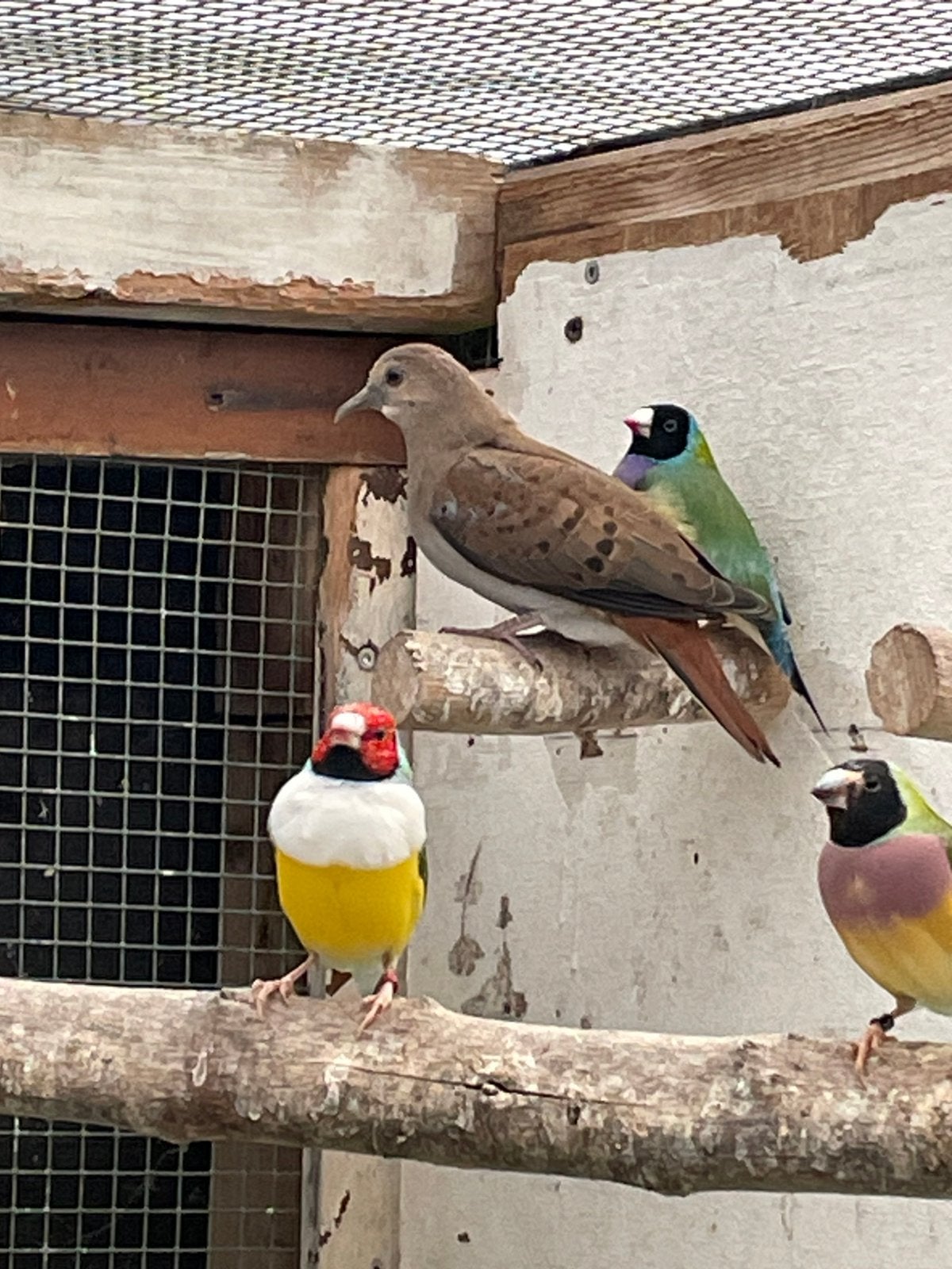 Blauwegrond duif, Dieren en Toebehoren, Vogels | Overige Vogels, Mannelijk, Geringd