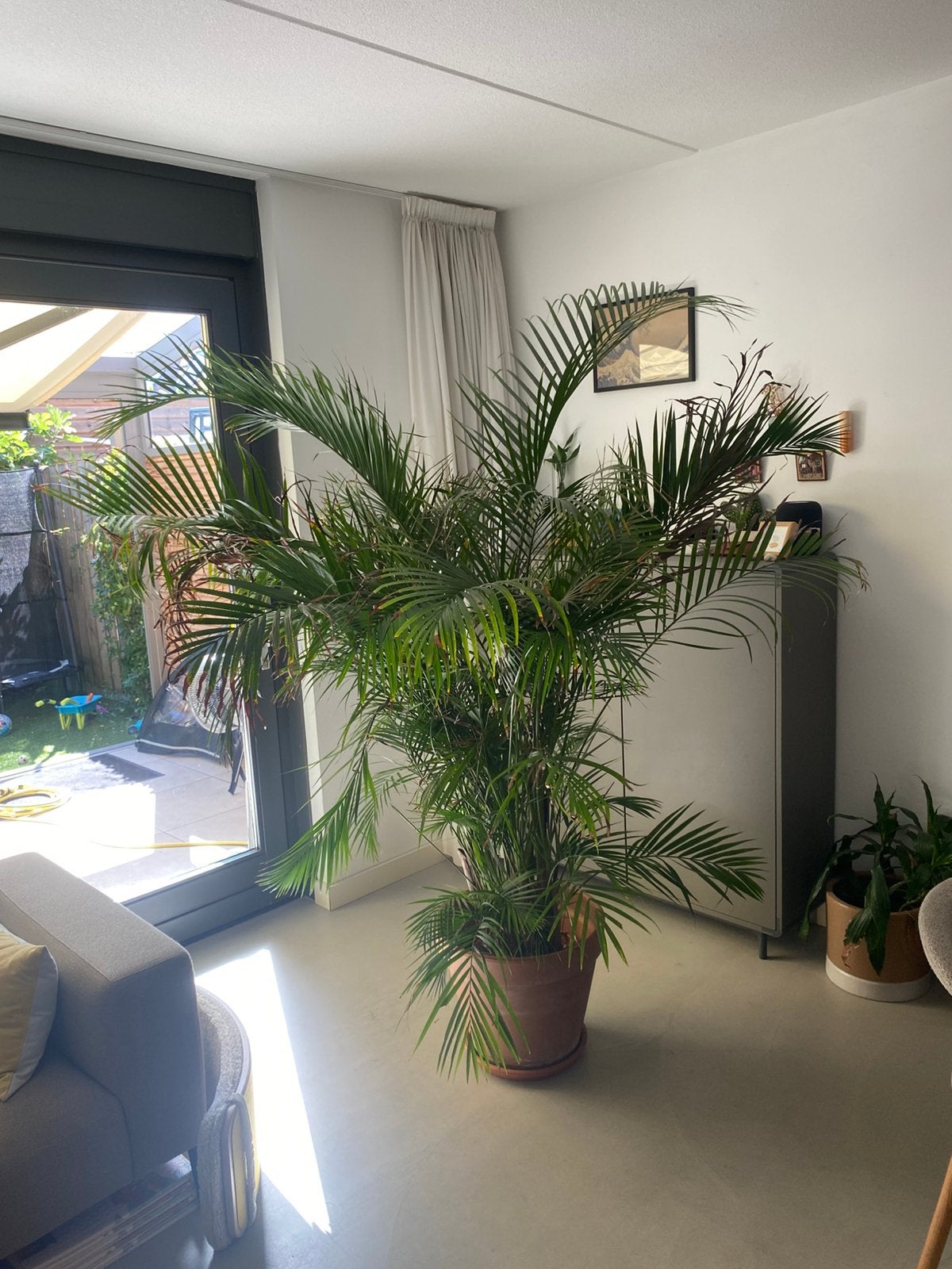 Goudpalm plant, Ophalen, Palm, Halfschaduw, In pot
