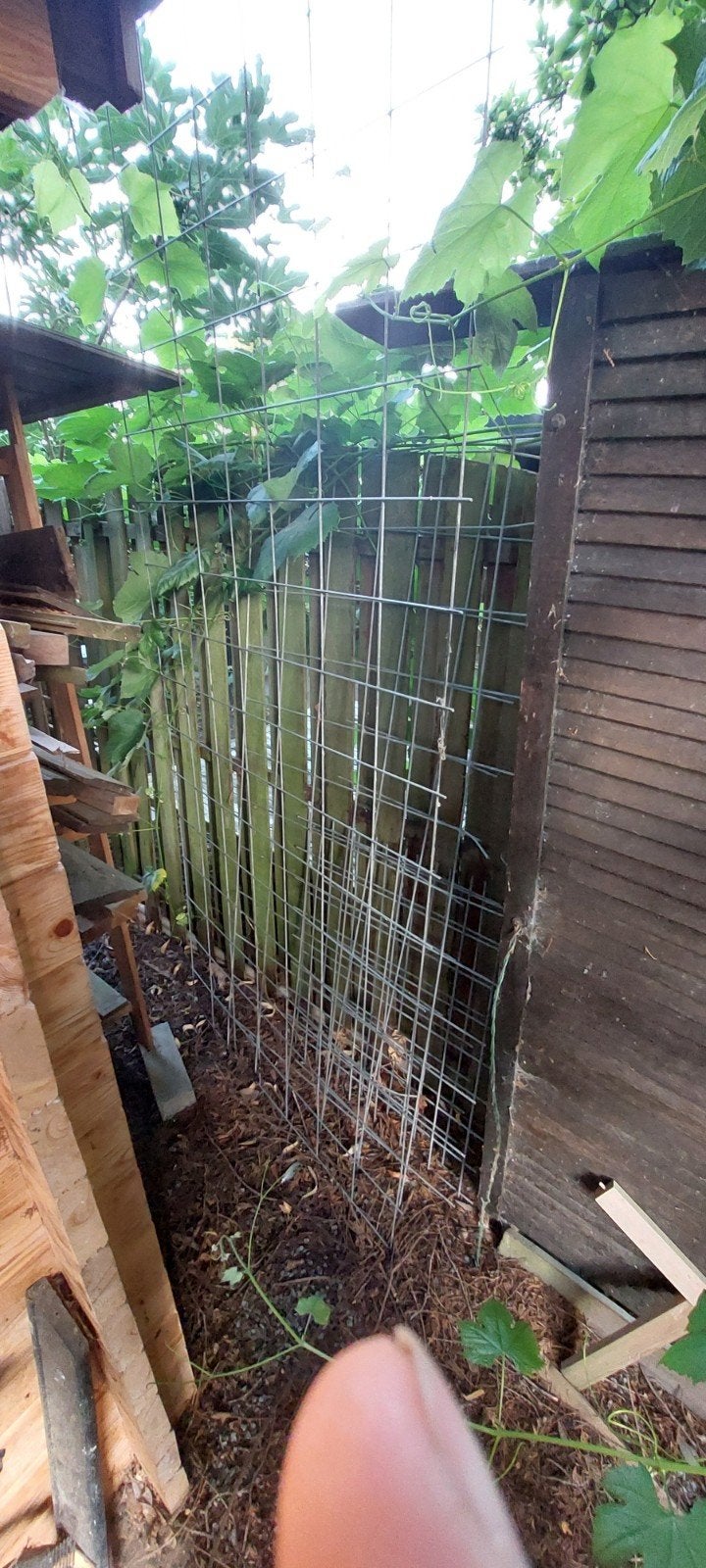 Gaashekwerk voor tuin of pergola, Ophalen, Gebruikt, IJzer, Gaashekwerk