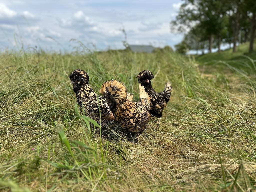 Padua kriel kippen citroen zwart gezoomd gesekst en ingeënt, Dieren en Toebehoren, Pluimvee, Vrouwelijk, Kip