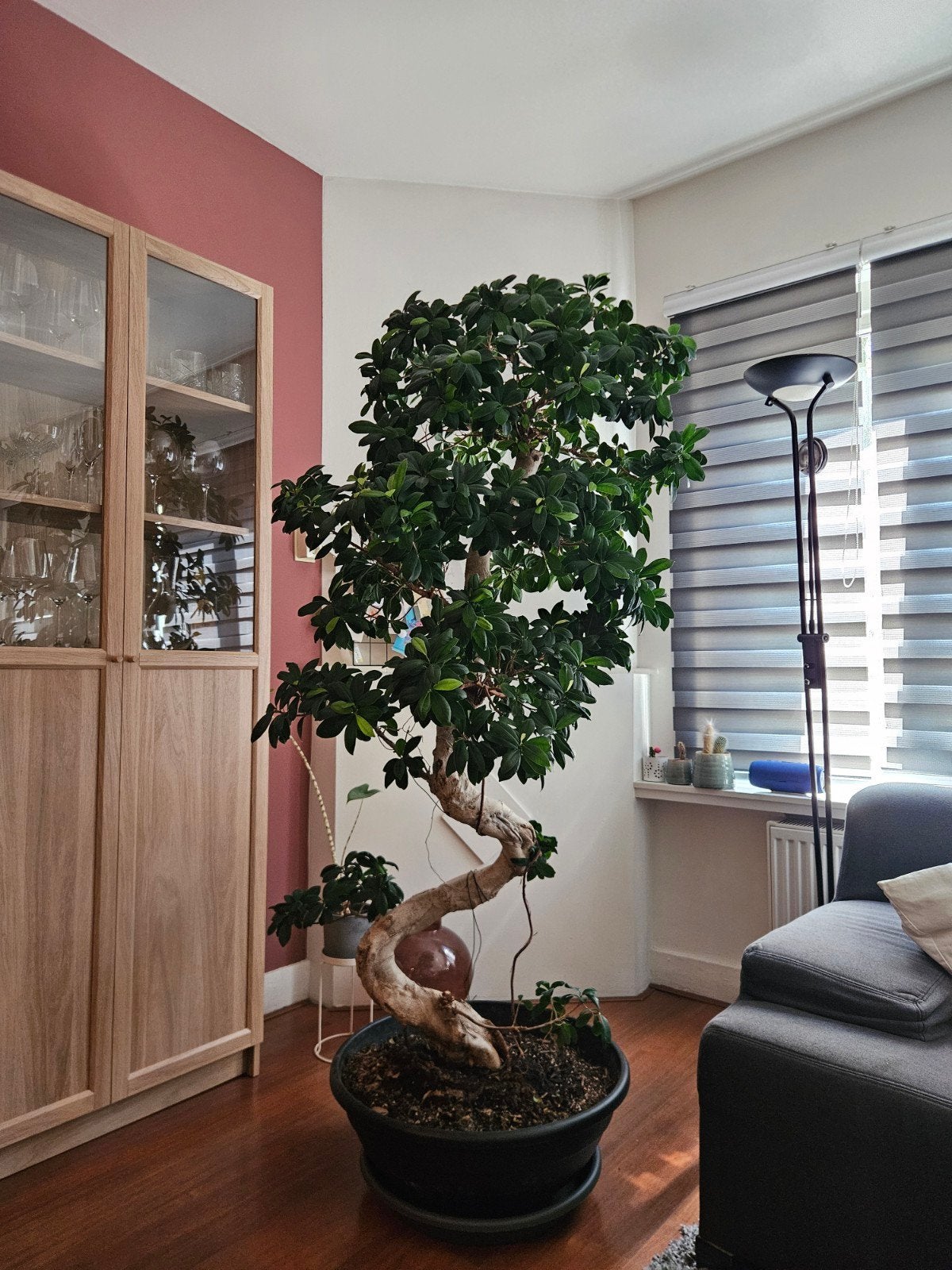 Grote Ficus Bonsai (185cm), Ophalen, Ficus, Halfschaduw, In pot