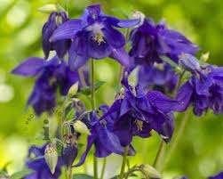 BIOLOGISCH ZAAD AKELEI (Aquilegia), Ophalen of Verzenden, Gehele jaar, Volle zon, Zaad