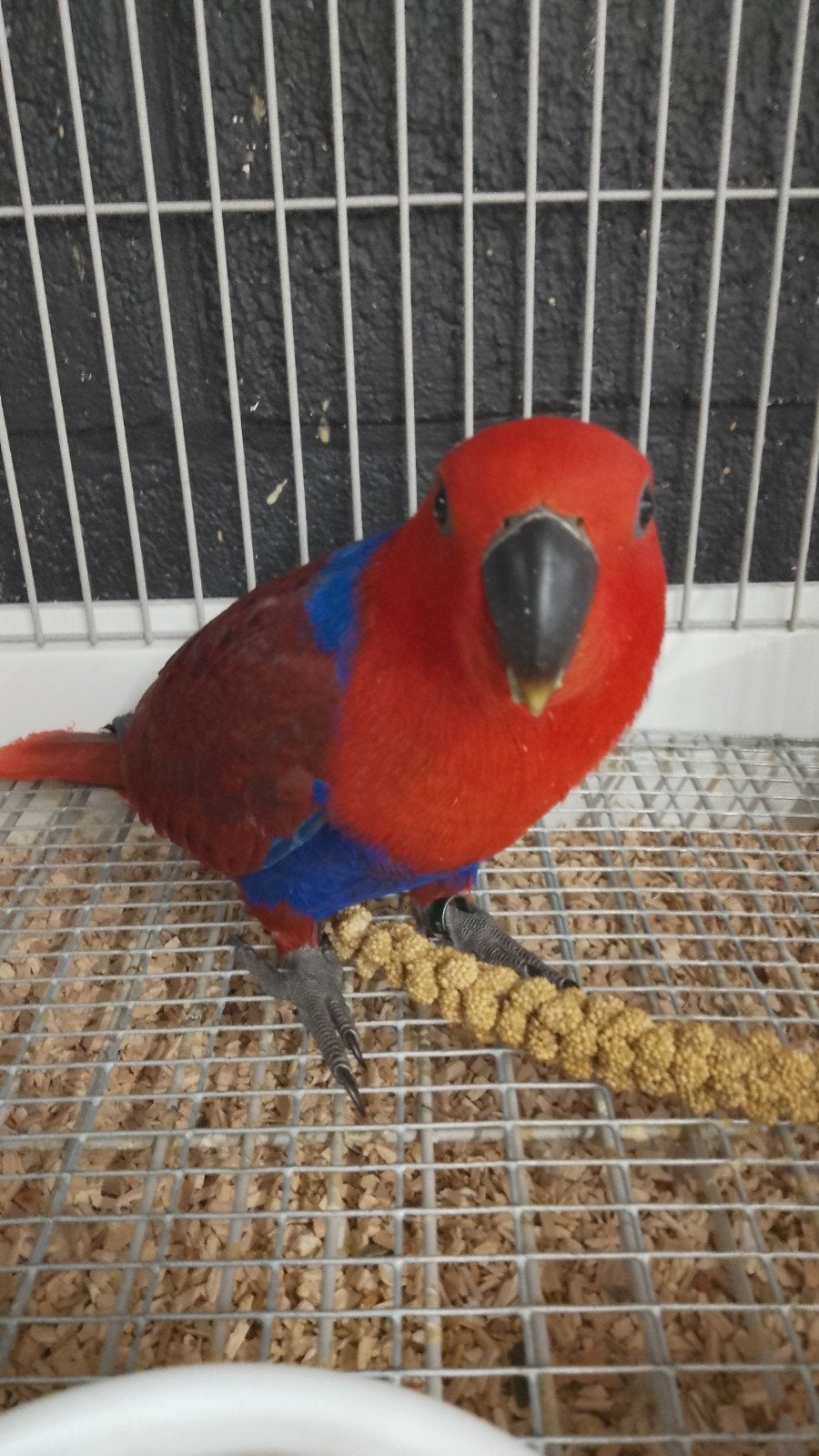 Jonge tamme baby Edel papegaai pop, Dieren en Toebehoren, Mannelijk, Papegaai, Geringd
