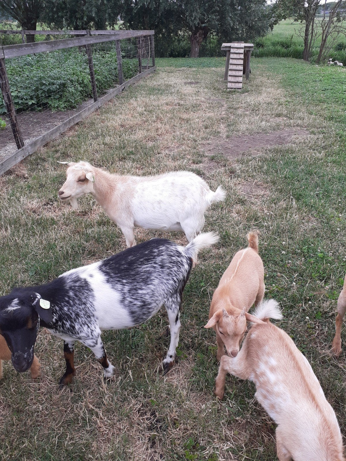 Dwerggeiten te koop, Dieren en Toebehoren, Schapen, Geiten en Varkens, Geit, Vrouwelijk