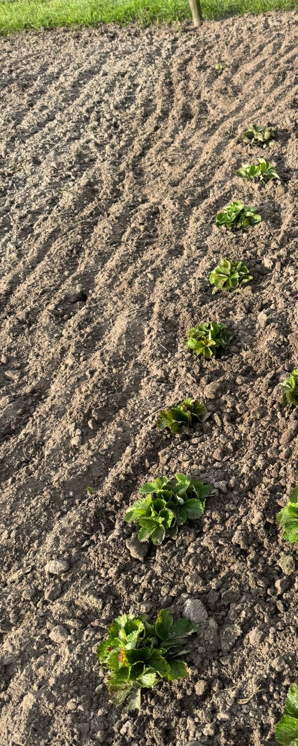 Aardbei planten (scheuten), Ophalen, Eenjarig, Overige soorten, Volle zon