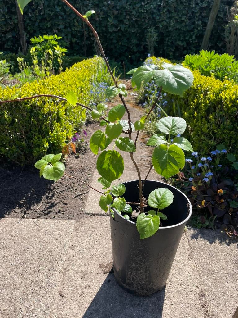 Tk mooie biologisch opgekweekte klimhortensia, Ophalen, Overige soorten, Minder dan 100 cm
