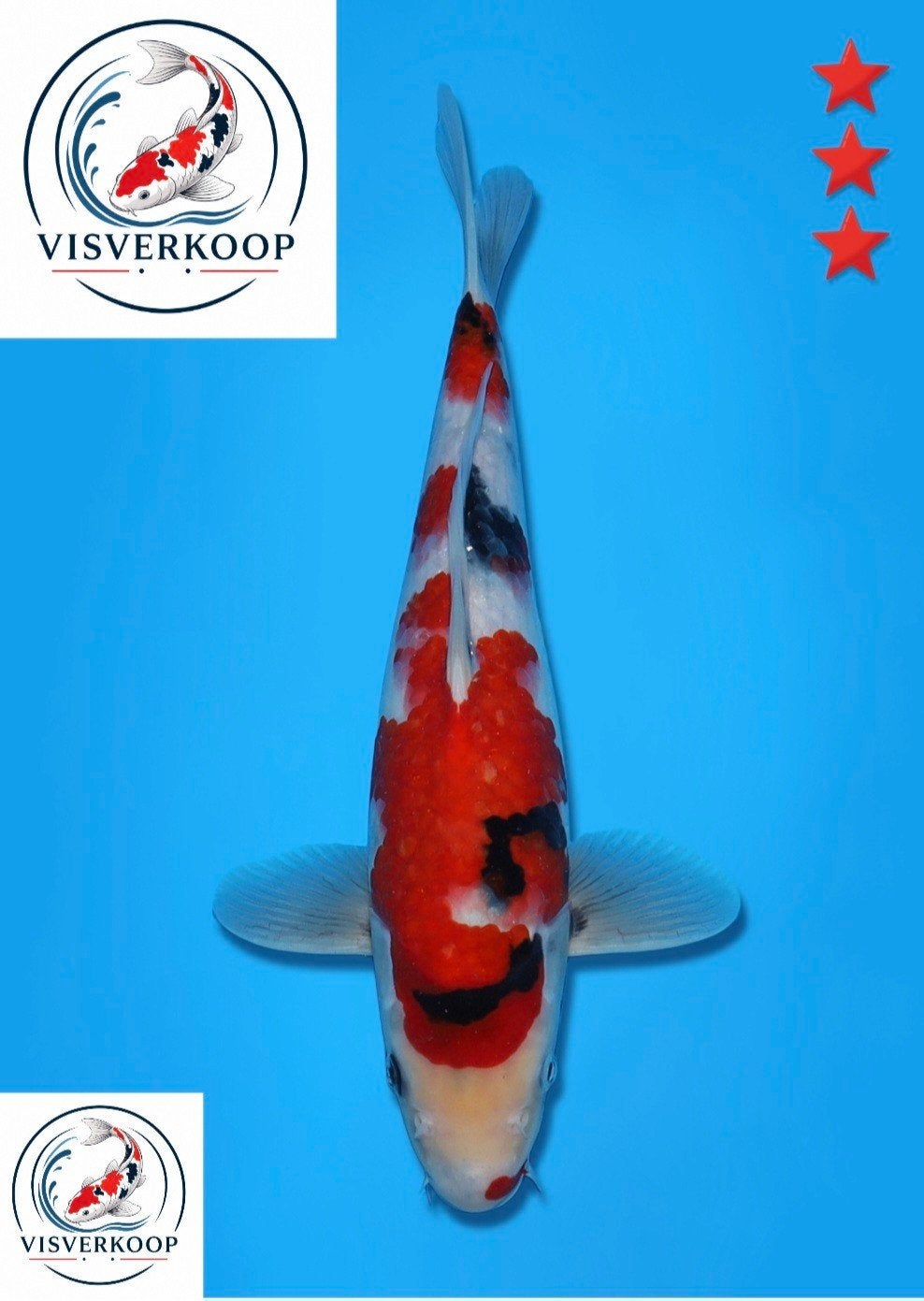 Koi Showa., Karper of Koi