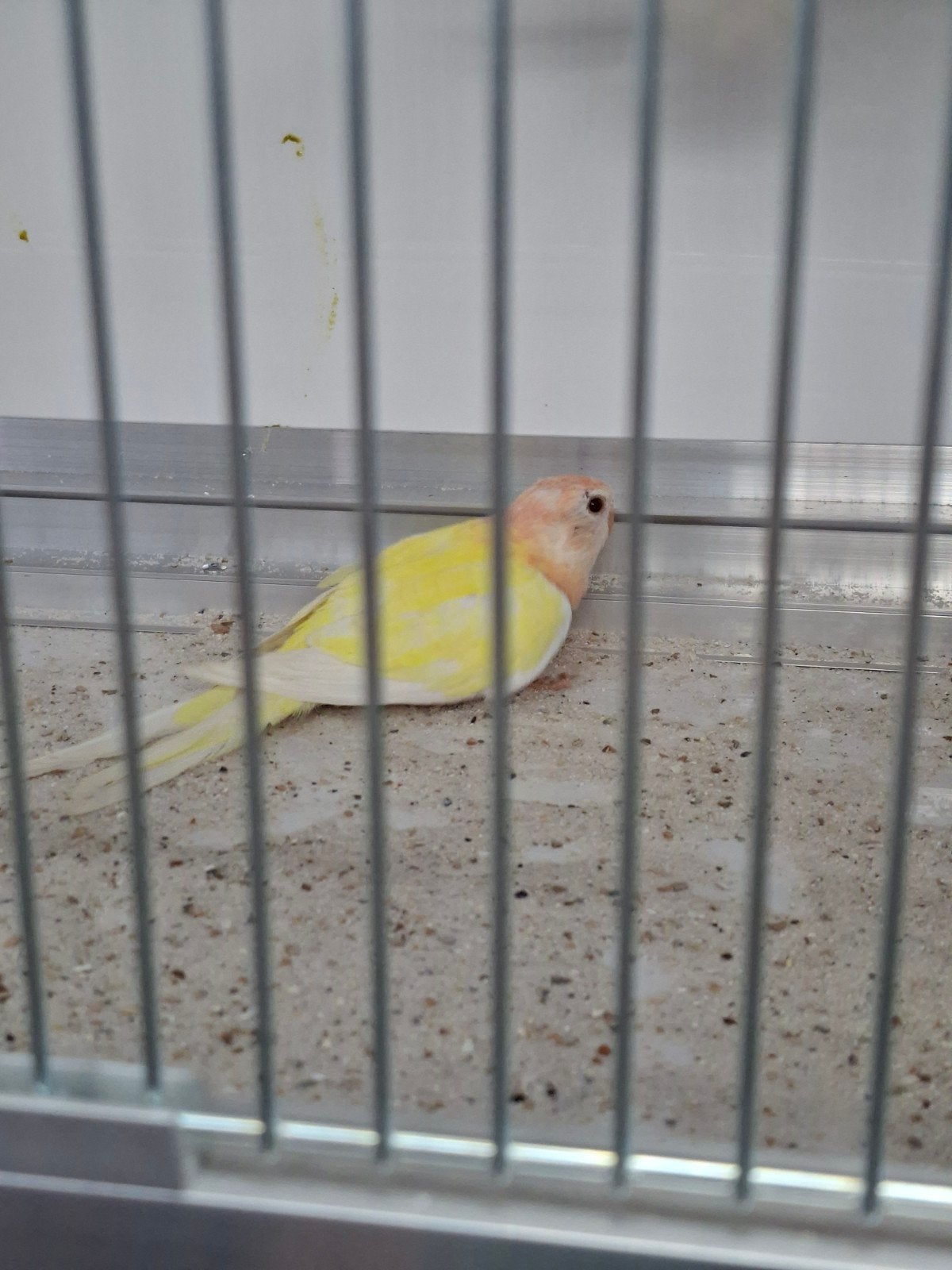 3 mooie bourks, Vrouwelijk, Kleurkanarie