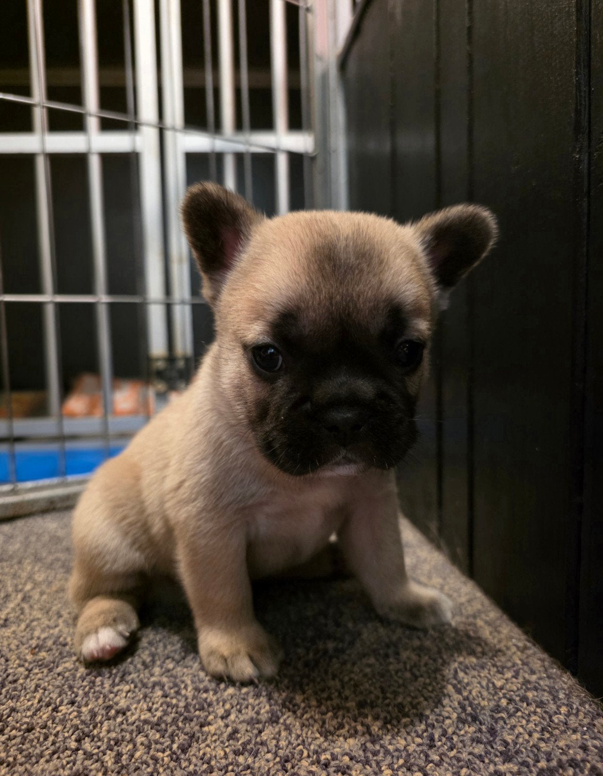 Franse bulldog pups, Particulier, Reu, 8 tot 15 weken, Buitenland