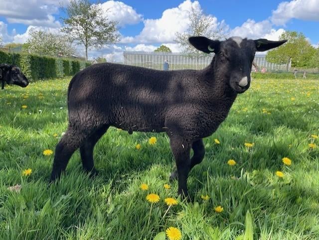 Zwartbles ramlam zwoegervrij, Dieren en Toebehoren, Mannelijk, Schaap, 0 tot 2 jaar