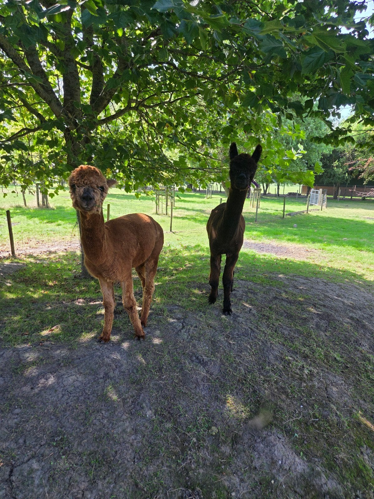 prachtige Alpaca jaarling hengsten., Juni, Mannelijk