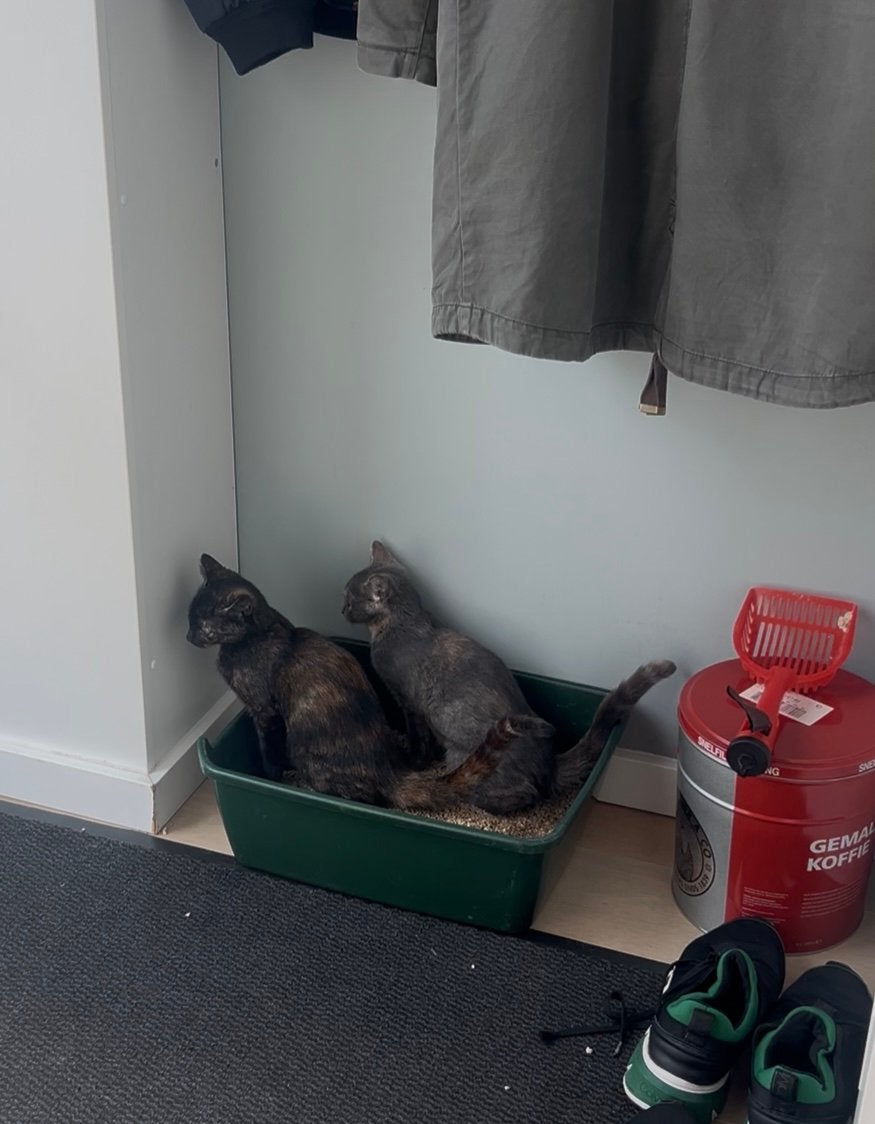 Shosho & Lolo zoeken samen een nieuw thuis ️, Meerdere dieren, Gechipt, 0 tot 2 jaar