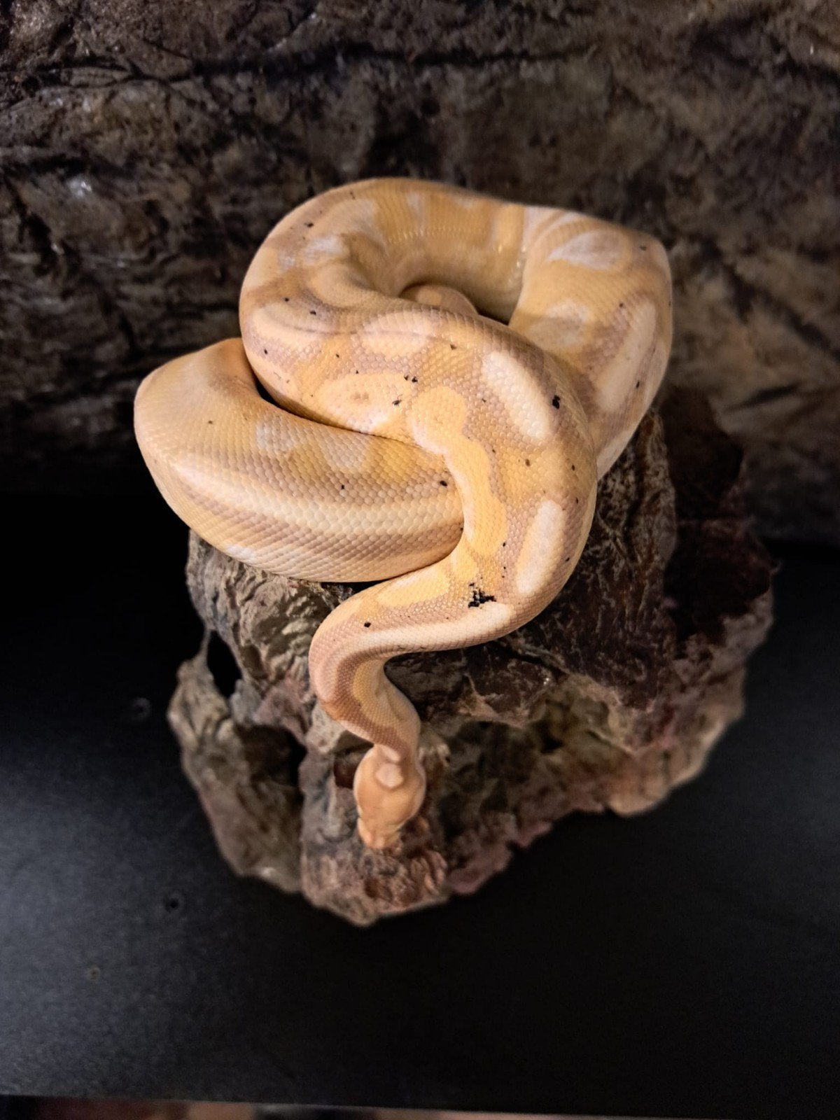 koningspython (regius) banana cinnamon calico man Ball Python - male for sale from reptiles4you