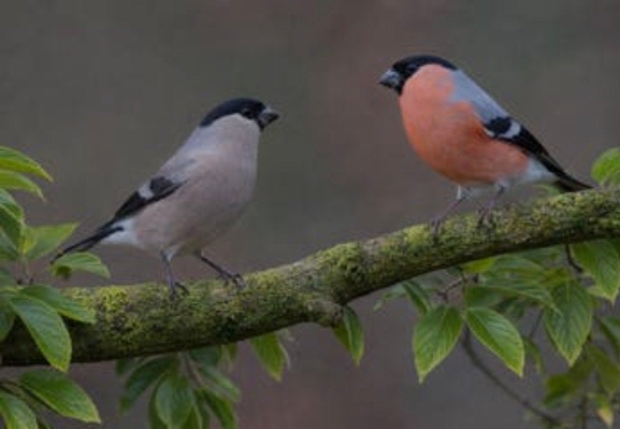 Koppel Noorse goudvinken te koop, Dieren en Toebehoren, Meerdere dieren, Wildzangvogel