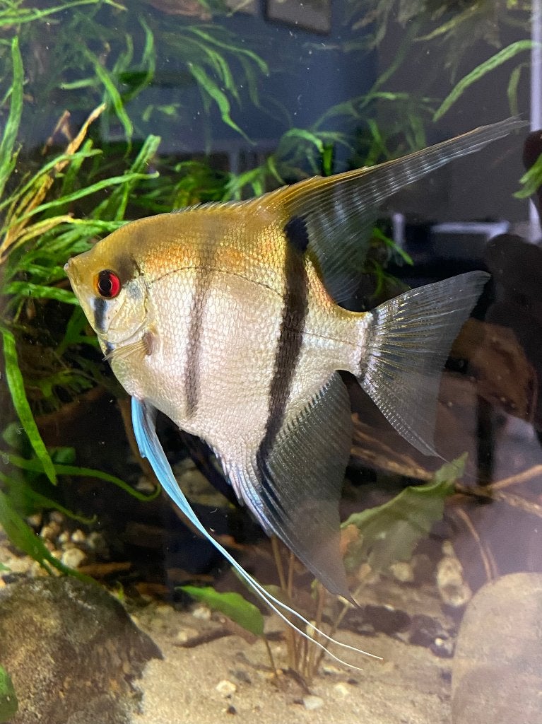 Jonge maanvissen (Pterophyllum scalare), Dieren en Toebehoren, Vis, Zoetwatervis, Schoolvis