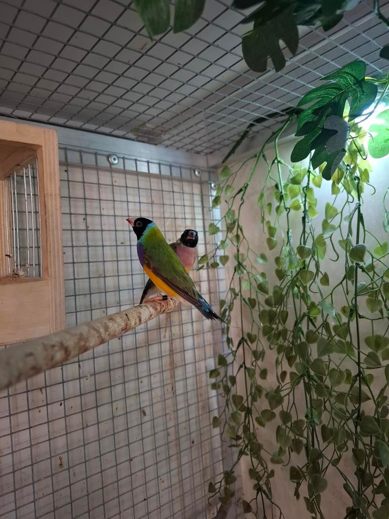 Koppel gouldamadines teruil, Dieren en Toebehoren, Meerdere dieren, Tropenvogel, Geringd