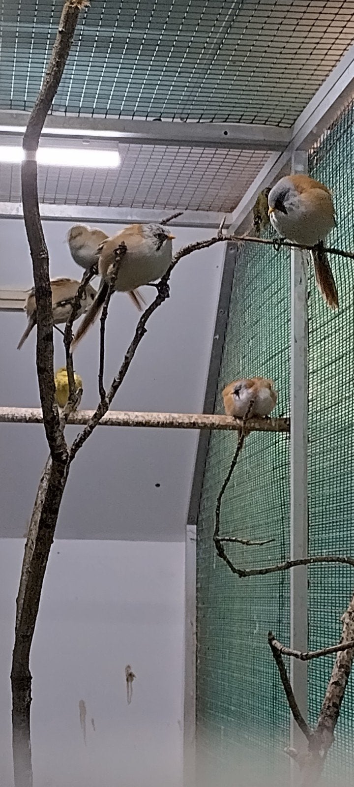 Baardmannen, Meerdere dieren, Wildzangvogel, Geringd