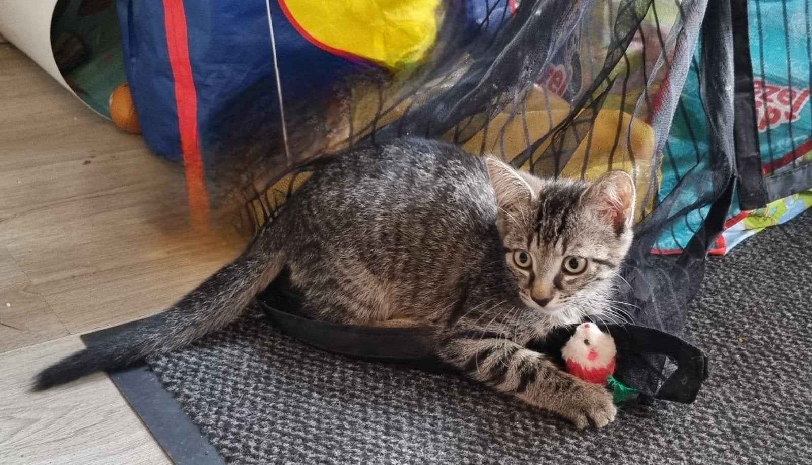lieve kittens te koop; 1e enting gehad!, Dieren en Toebehoren