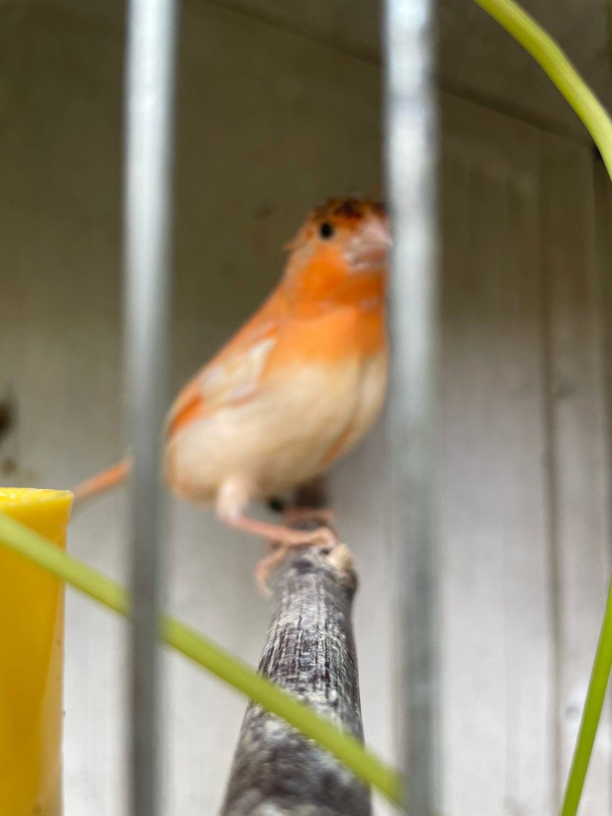 Harlekijn kanaries met kuif, Dieren en Toebehoren, Vogels | Kanaries, Meerdere dieren, Kleurkanarie