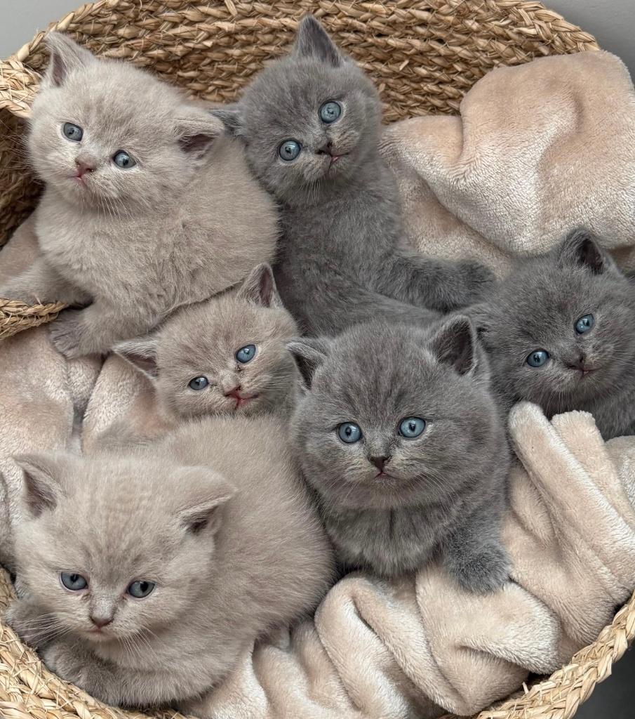 Britse korthaar kittens, Dieren en Toebehoren, Katten en Kittens | Raskatten | Korthaar, Meerdere dieren, Ontwormd, 0 tot 2 jaar