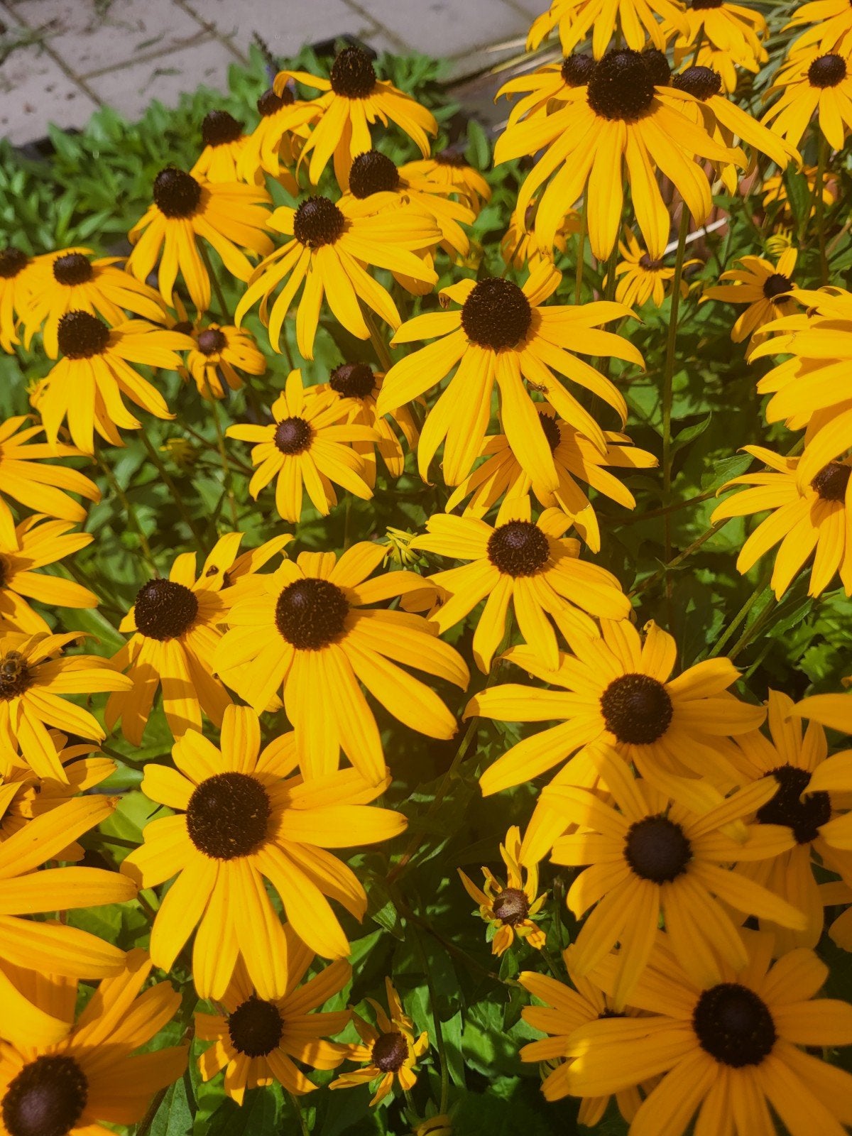 rudbeckia vaste plant, Tuin en Terras, Planten | Tuinplanten, Ophalen of Verzenden, Overige soorten, Halfschaduw