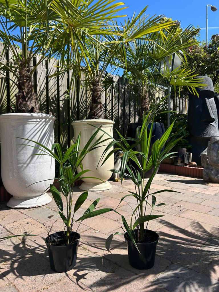 Trachycarpus palm, Ophalen, Gehele jaar, Volle zon