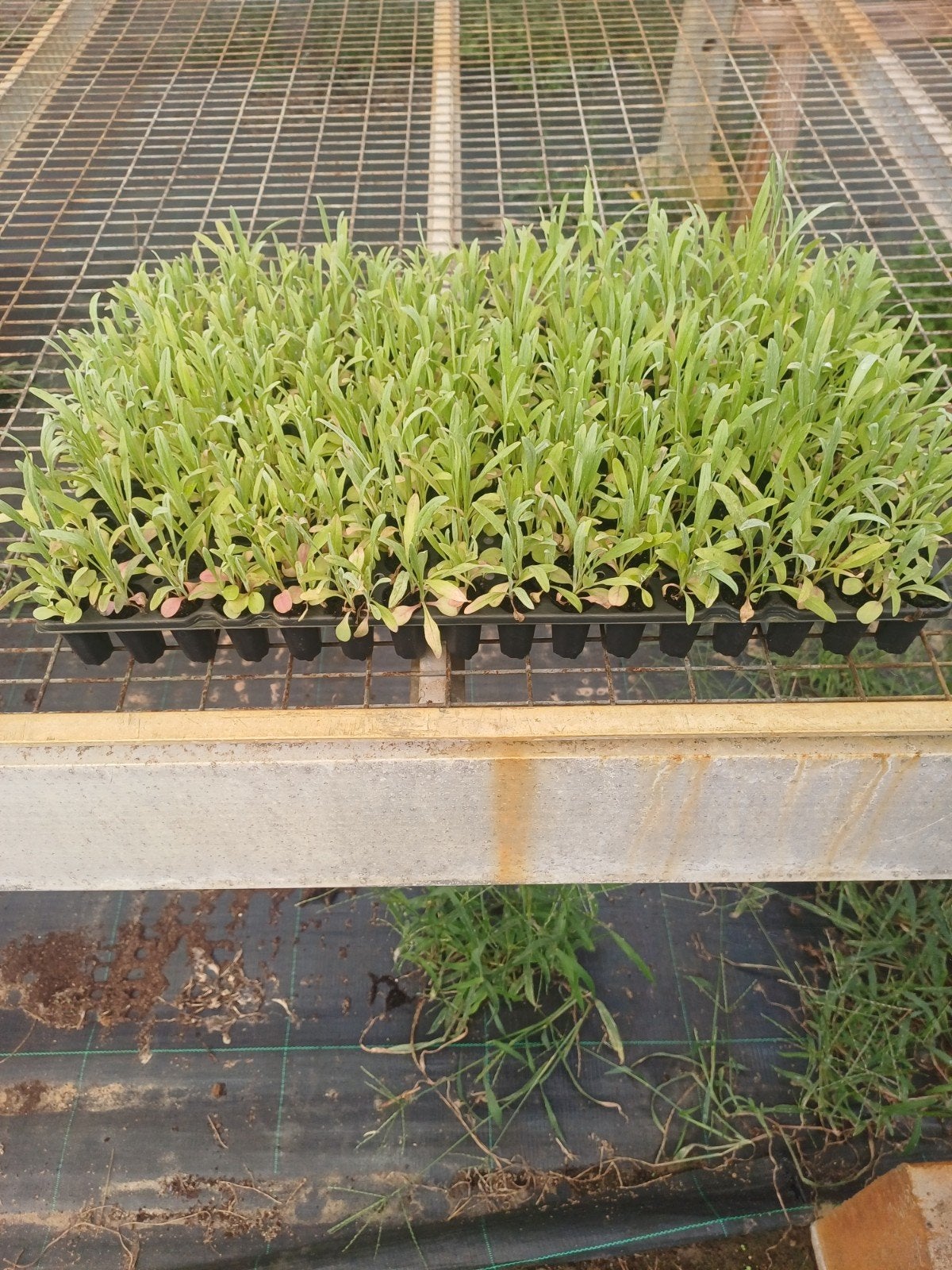 Korenbloem pluggen / zaailingen (Verrassingsmix) – Alleen Vr, Tuin en Terras, Ophalen, Overige soorten, Minder dan 100 cm