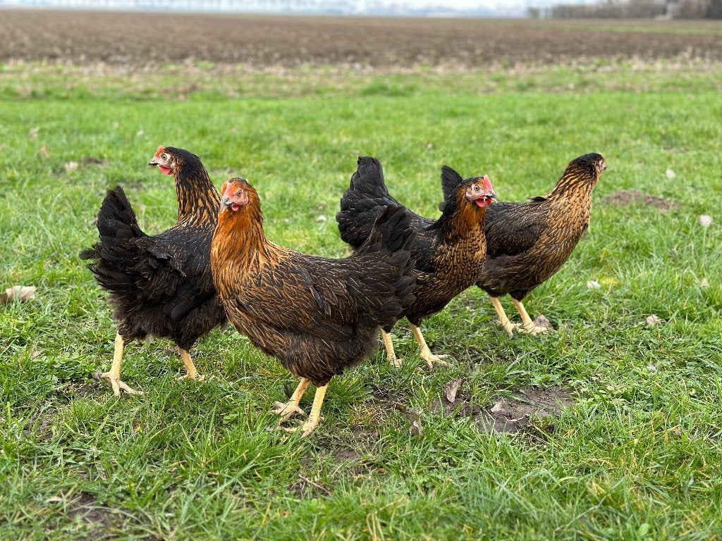 Jonge tamme Harco kippen gesekst en ingeënt, Vrouwelijk, Kip