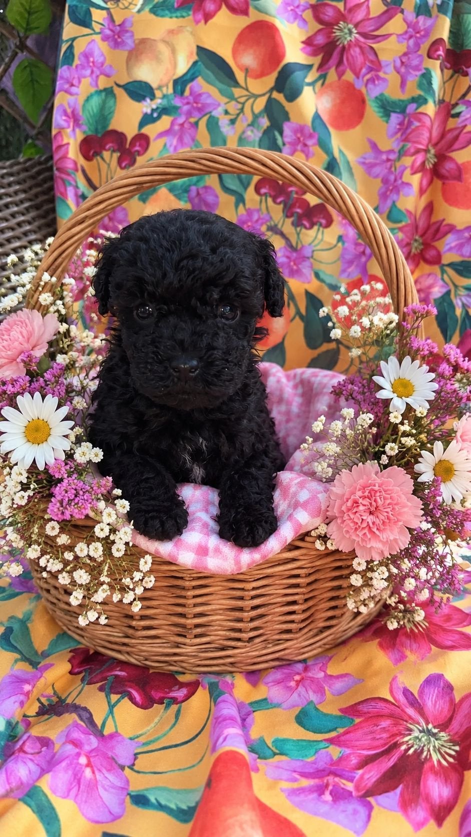 Toy poedel pup teef, 15 weken tot 1 jaar, Overige rassen, Teef, Parvo
