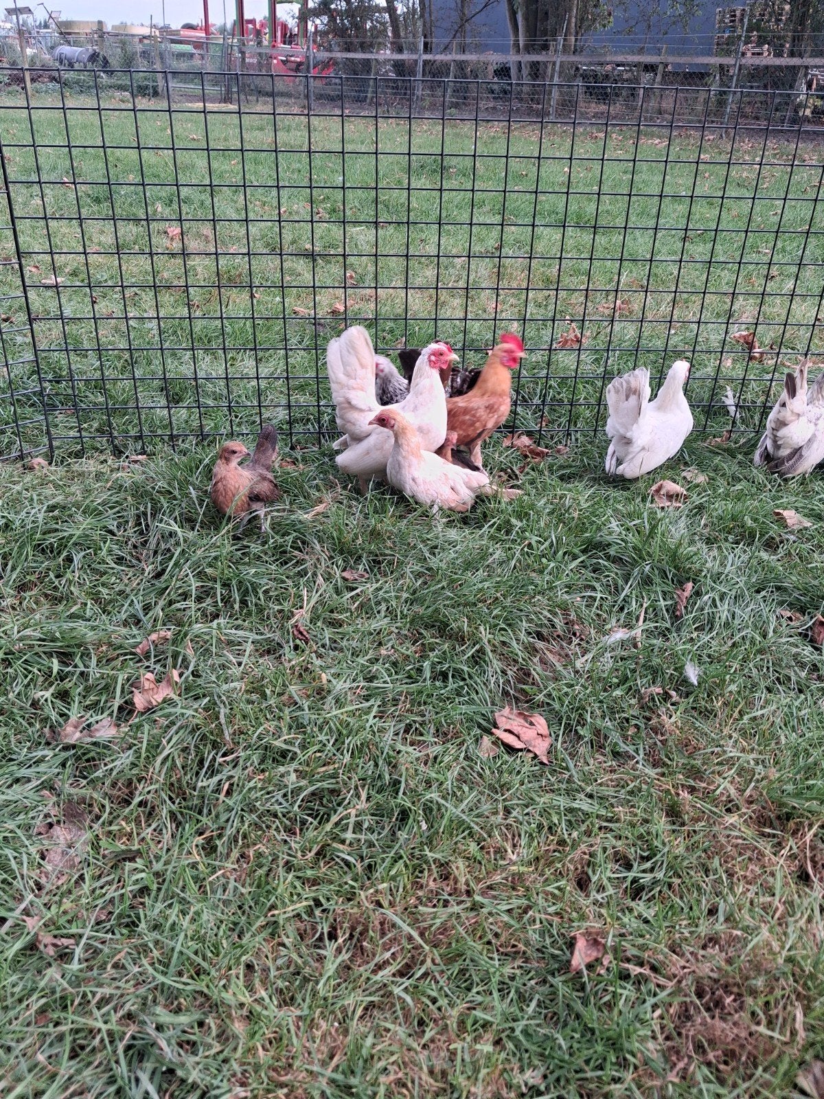 serama kippen, Dieren en Toebehoren, Vrouwelijk, Kip