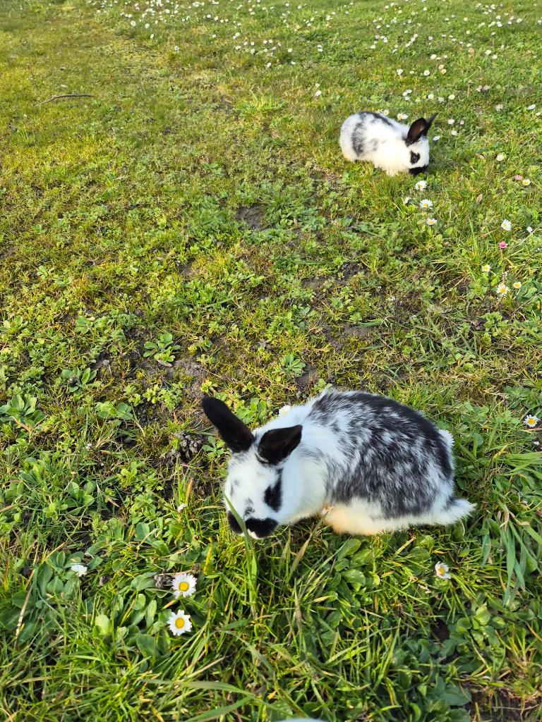 Leuke konijnen, Dieren en Toebehoren, Konijnen, Meerdere dieren, Groot, 0 tot 2 jaar