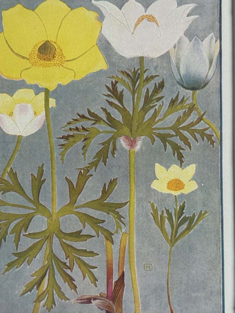 1910 Alpenplantjes Anemonen - P0633-006, Antiek en Kunst, Ophalen of Verzenden, Overige technieken, 1900 - 1949