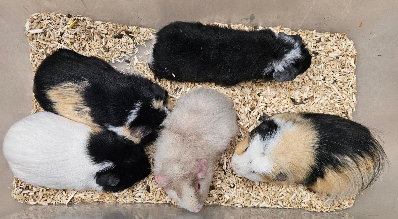 Mannelijke cavia's (beertjes), Dieren en Toebehoren, Mannelijk, Tam, Maart, Cavia