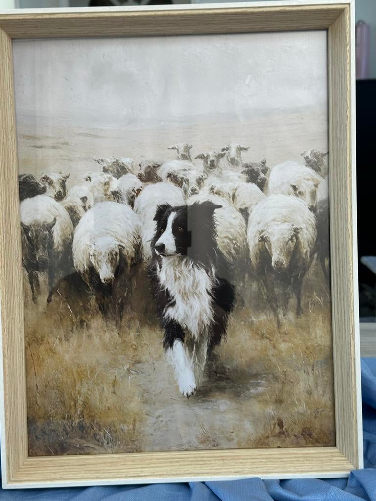 Schilderij Border Collie hoedt schapen op heide, 30x40 cm, Antiek en Kunst, Ophalen of Verzenden