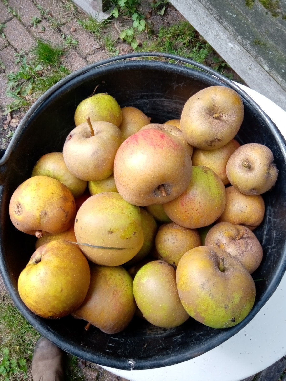 Valfruit, onbespoten goudreinet, Ophalen